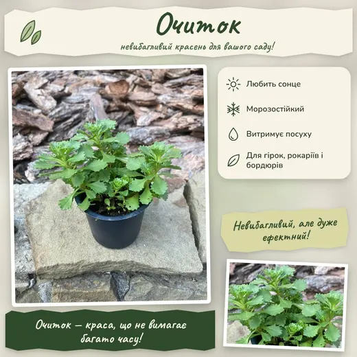 Очиток