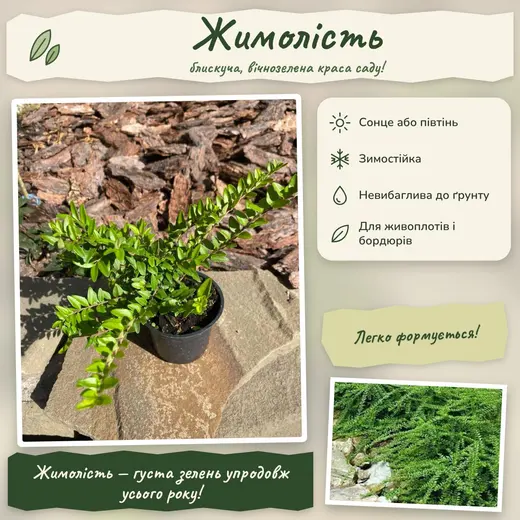 Жимолость