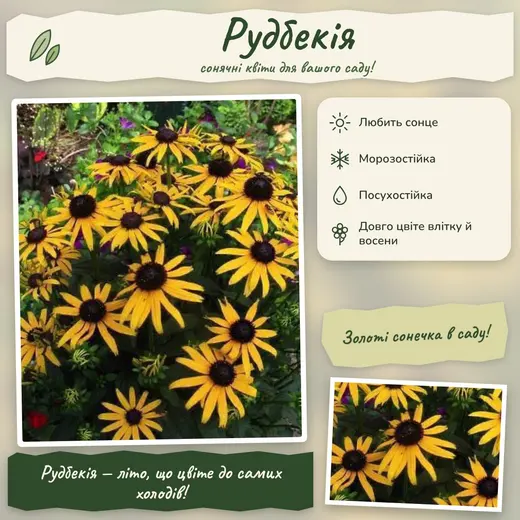 Рудбекія