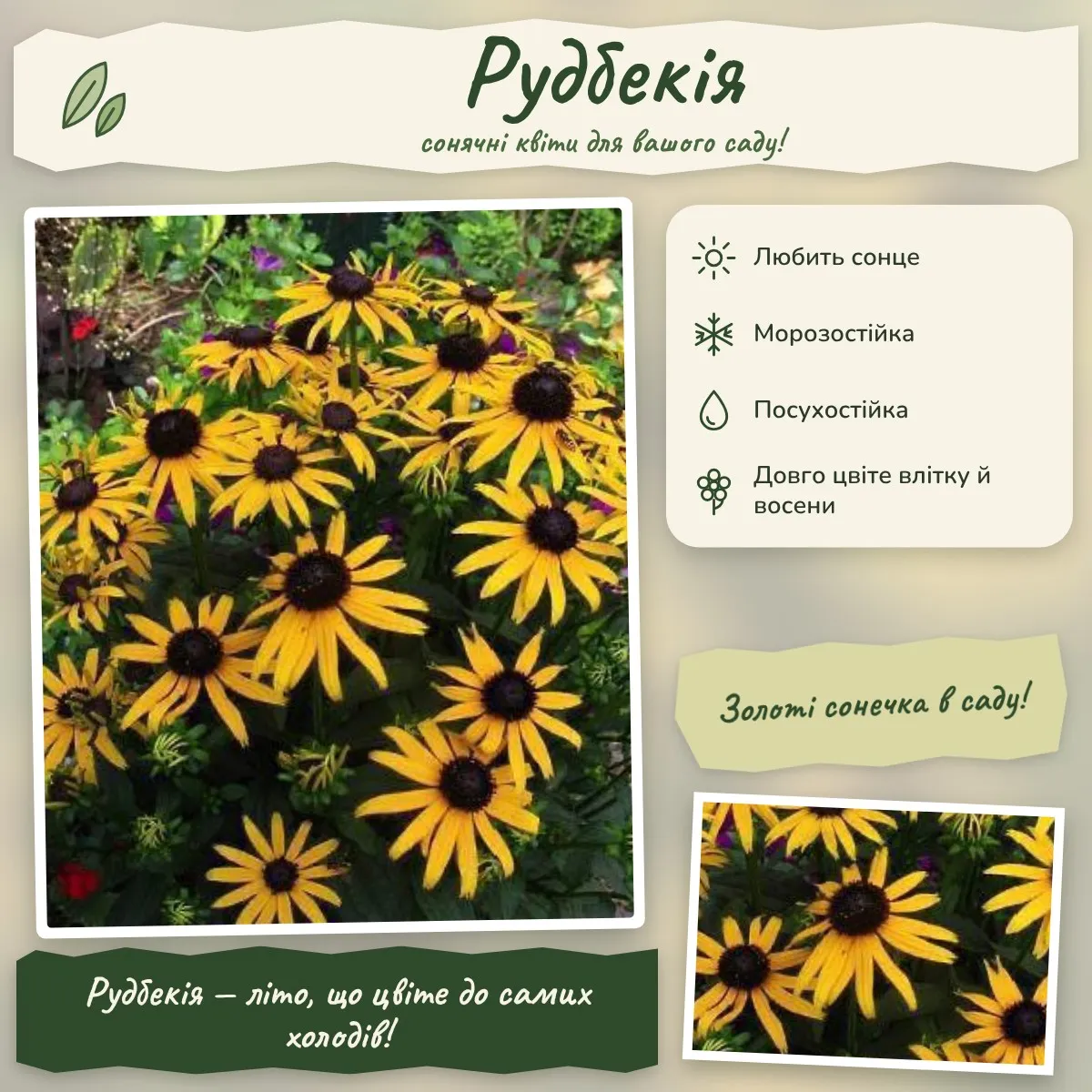 Рудбекия