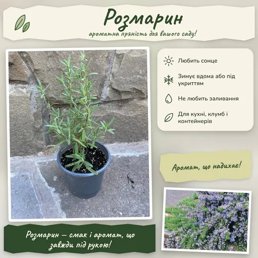 Розмарин