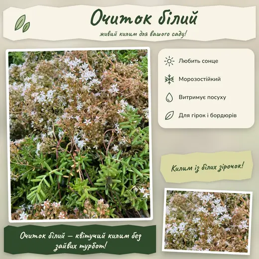 Очиток